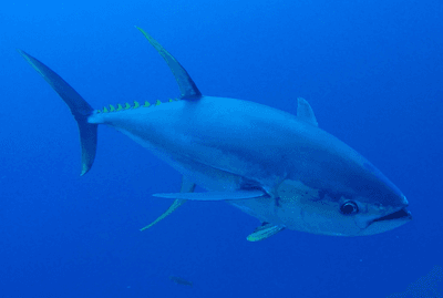 A photo of a yellowfin tuna