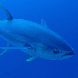 A photo of a yellowfin tuna