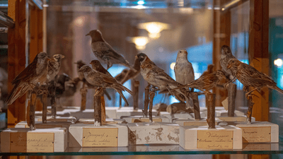a glass cabinet in a museum contains multiple taxidermy bird species