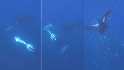 a tryptic shows the orca swimming towards a dead sunfish being held by another orca, that orca lets go and the other one swims into it releasing lots of tissue, and in the final image there are flecks of sunfish everywhere as the orcas swim around casually