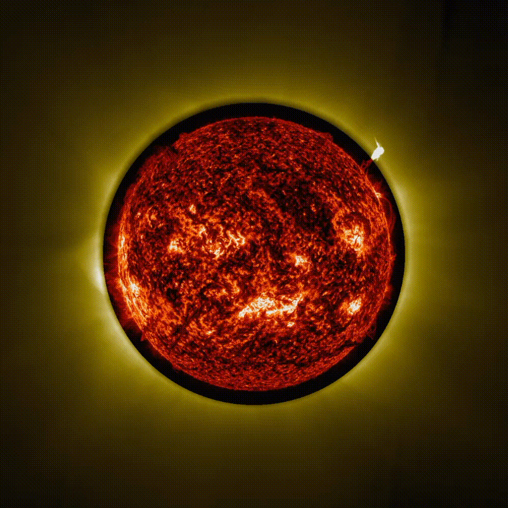 This is a gif animation made up of false-colour images taken by ESA’s Proba-3 mission and NASA’s Solar Dynamics Observatory. Against a dark background, the Sun’s disc is shown in dark orange, as captured by NASA’s Solar Dynamics Observatory. A thin halo of yellow light surrounds the Sun, giving it a luminous outline against the dark background of space. This yellow outline shows the Sun’s inner corona, as captured by Proba-3. Also in yellow, three solar prominence eruptions are visible, resembling bright yellow wave-like outburst extending outwards from the Sun. First, we can see a smaller one in the top right corner, followed by a larger one in the top left and a third one in the bottom right. The whole animation lasts about 4 seconds and plays in a loop