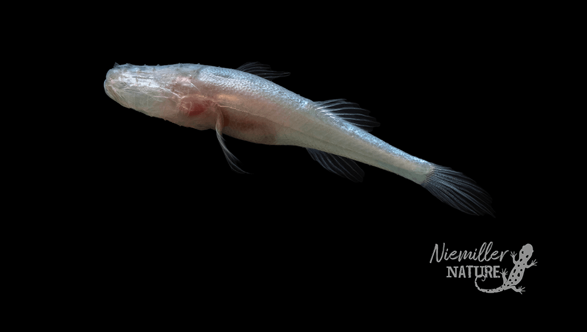 Pale, Blind Demon Cavefish Named After The Demogorgon From Stranger Things