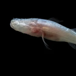 Tampilan close-up ikan gua buta yang menunjukkan tekstur kulit pucat dan ketiadaan mata