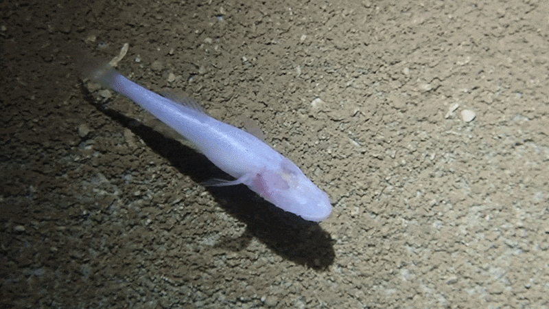 A small white cavefish swims along A small white cavefish swims along