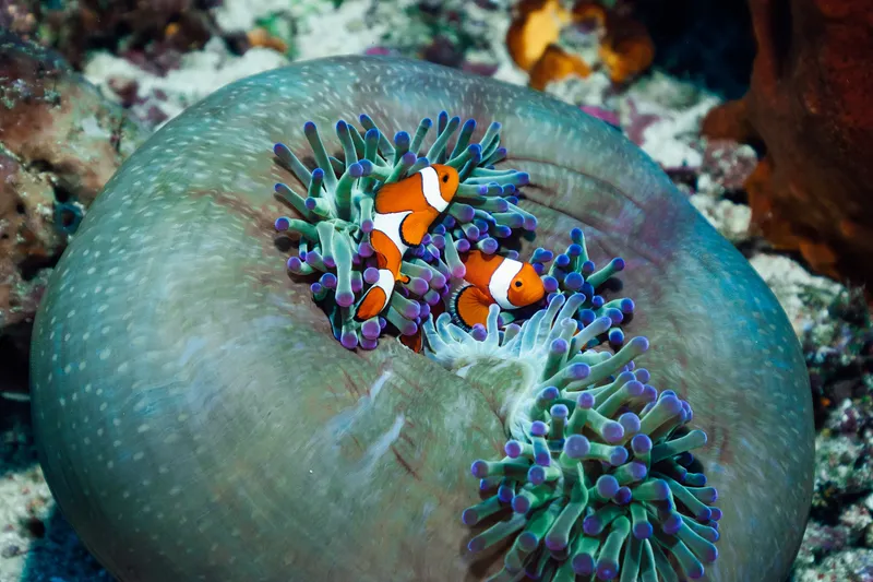 Clownfish are iconic, vibrant residents of Australia's Great Barrier Reef