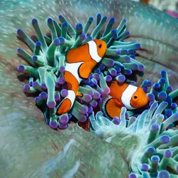 Clownfish are iconic, vibrant residents of Australia's Great Barrier Reef