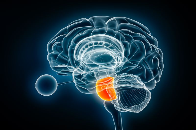 3D lateral view of brain with pons highlighted in orange