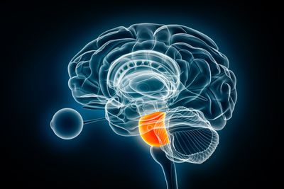 3D lateral view of brain with pons highlighted in orange