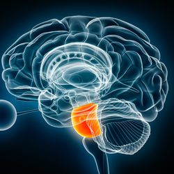 3D lateral view of brain with pons highlighted in orange