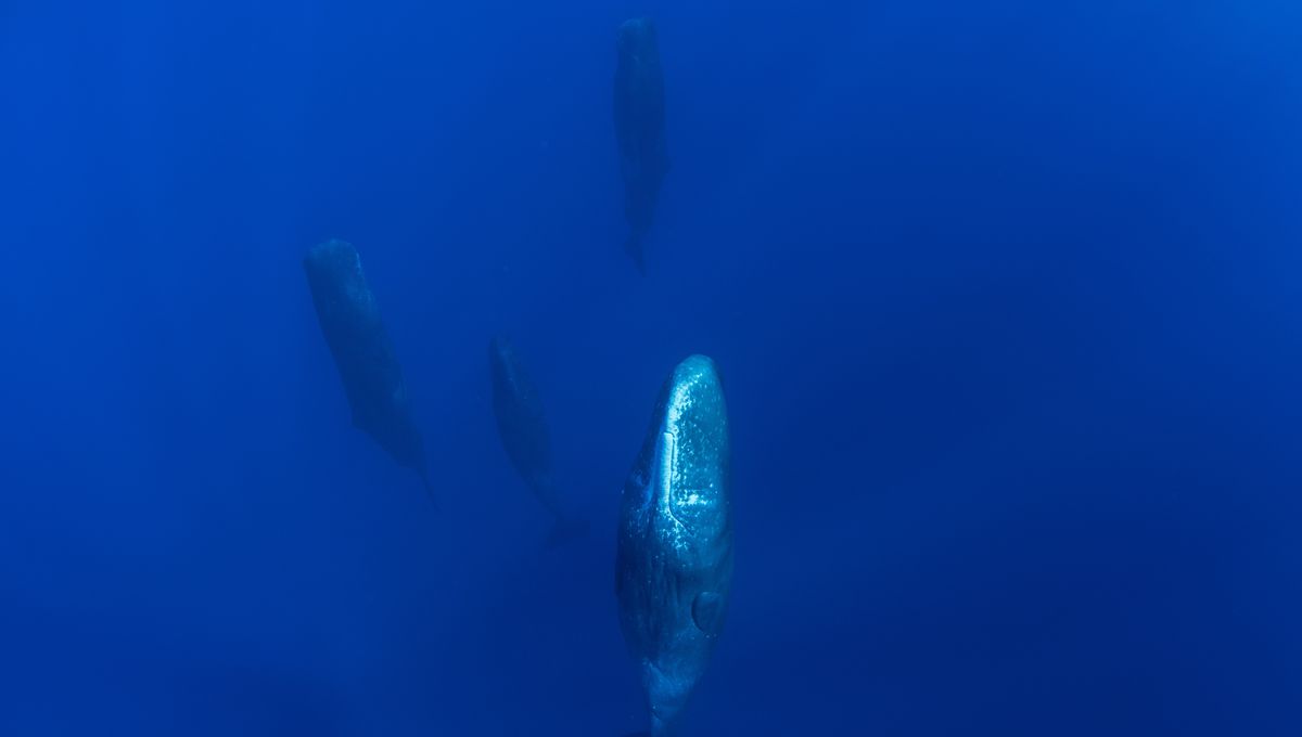 Sperm Whales “Regularly” Toot Gas To Hang Motionless In The Ocean While They Sleep