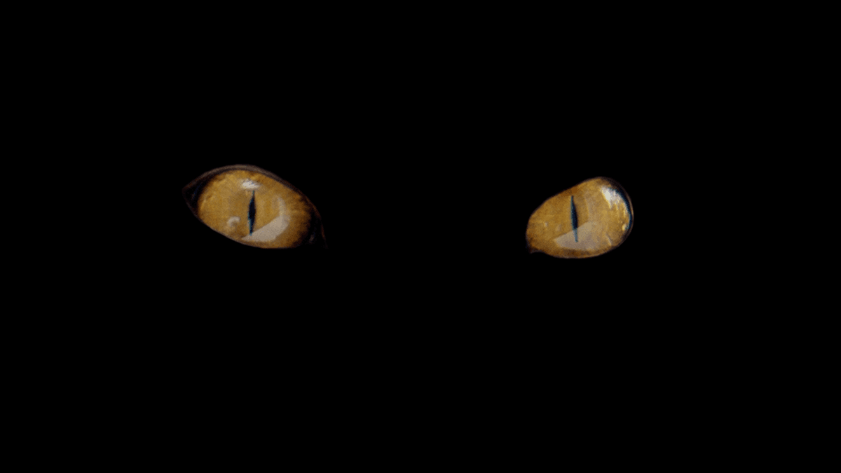 The Ancient Idea That Vision Worked By Shooting Elemental Fire Out Of Your Eyeballs, And Touched The Objects You Were Seeing