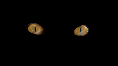 Two cats eyes, in absolute darkness.