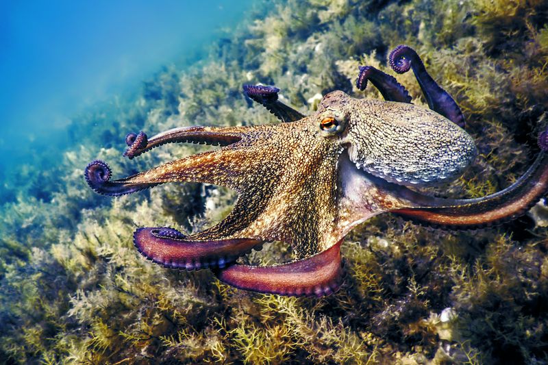 The most widely eaten octopus species globally is the Common Octopus (Octopus vulgaris).