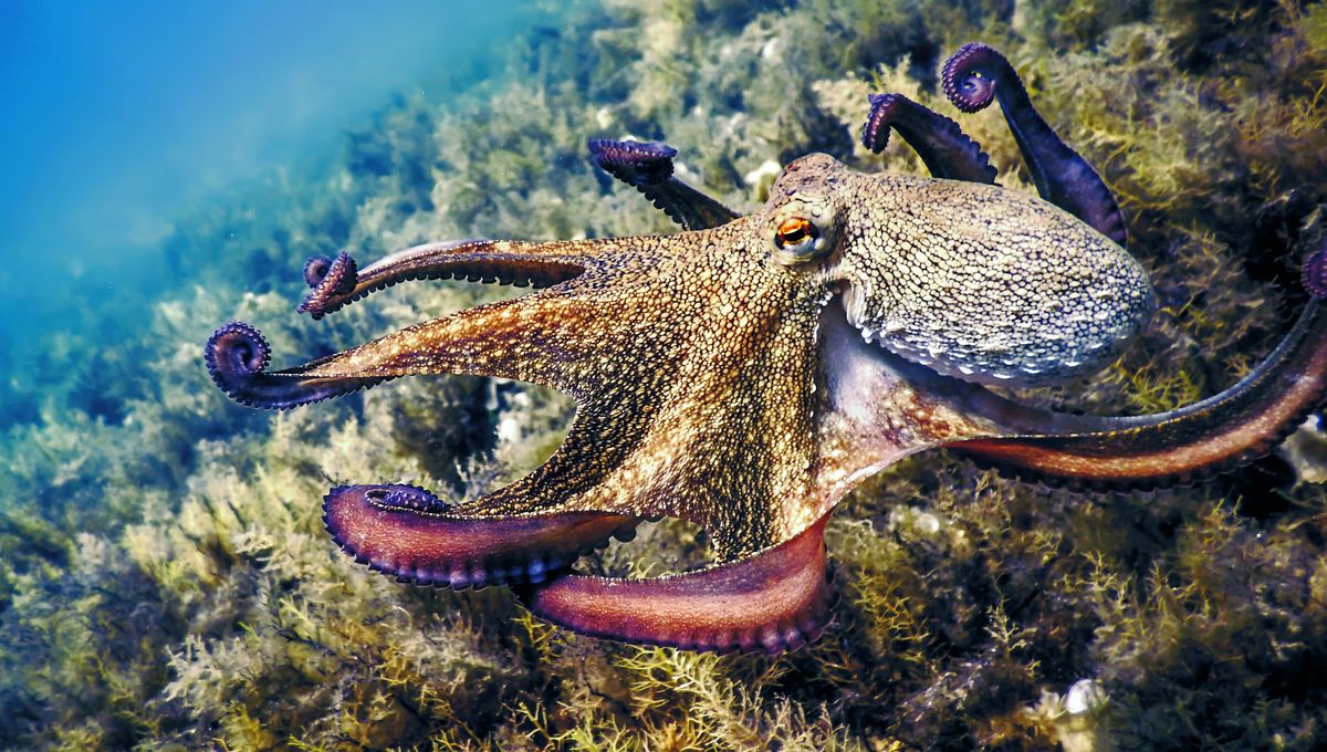 Plans For World's First Octopus 