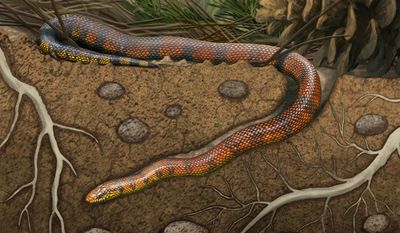 An artist's reconstruction of the new fossil snake showing it burrowing underground.