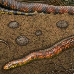 An artist's reconstruction of the new fossil snake showing it burrowing underground.