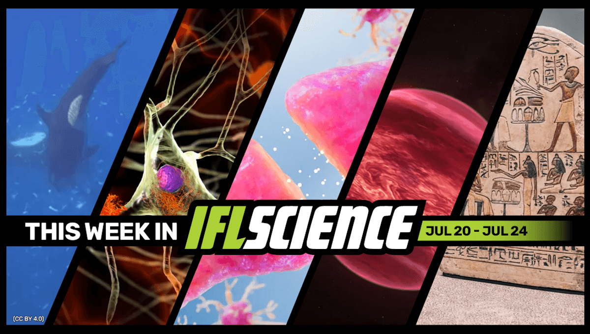Orcas Ram Sunfish So Hard They Explode, Astronomers Find Evidence Of Moon-Like Object Beyond Our Solar System, And Much More This Week