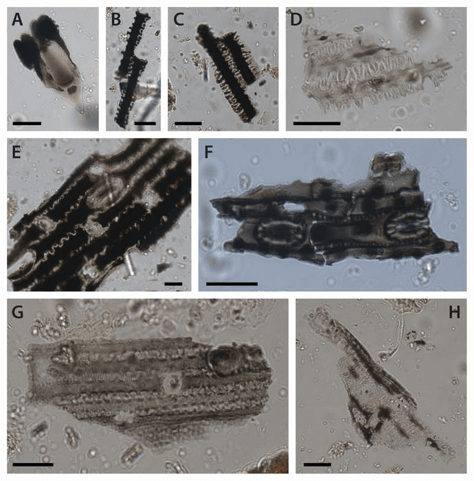 Burnt grass phytoliths from Cloggs Cave. Most phytoliths from the inflorescences and leaves of grasses. The scale bar indicates 20 microns. Burnt grass phytoliths from Cloggs Cave. Most phytoliths from the inflorescences and leaves of grasses. The scale bar indicates 20 microns.