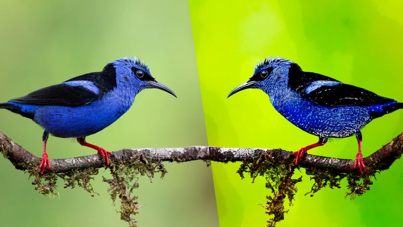 A photo showing two images of the same small blue bird standing on a branch, but they are mirroring one another. One the left is a normal photo of the animal, showing its bright blue body and black wings. It also has a black patch over its eye that looks like it went too heavy with its makeup. On the right is the same image but all its color has been enhanced so it looks less real.