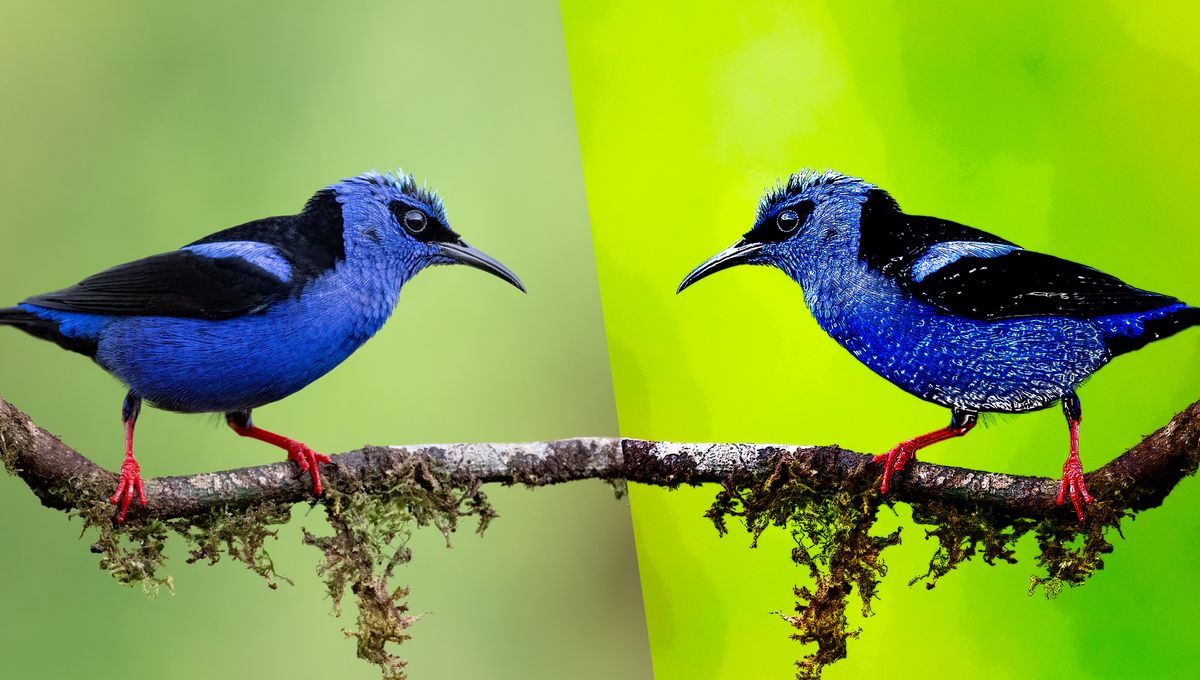 We’re In A Golden Age Of Citizen Science – AI Slop Is Threatening Everything It Achieved