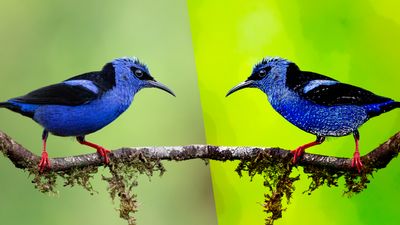 A photo showing two images of the same small blue bird standing on a branch, but they are mirroring one another. One the left is a normal photo of the animal, showing its bright blue body and black wings. It also has a black patch over its eye that looks like it went too heavy with its makeup. On the right is the same image but all its color has been enhanced so it looks less real.