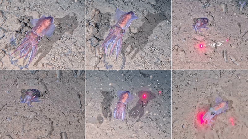 the squid is pinky purpleish in color, we see it next to some glowing laser dots