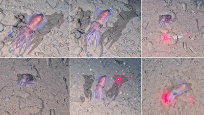 the squid is pinky purpleish in color, we see it next to some glowing laser dots