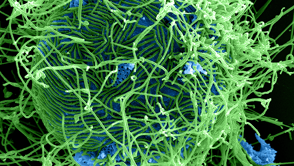 Amid The Fastest Ebola Outbreak Ever, First Person Receives World's First Bundibugyo Vaccine Developed In Just Months