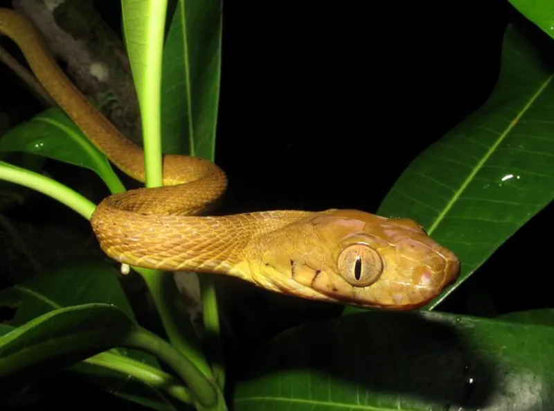 A brown tree snake with its head towards the camera in amongst leaves.