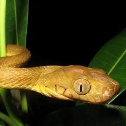 A brown tree snake with its head towards the camera in amongst leaves.