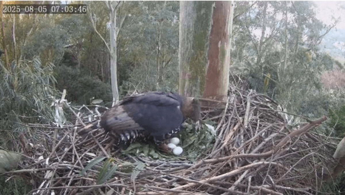 Eagle Unknowingly Incubates Goose Eggs Alongside Her Own In An “Extraordinary Case Of Nest Usurpation”. A Parent Trap That Had Mixed Results