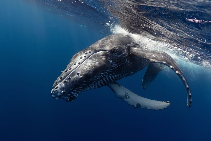 A humpback whale pictures swimming underwater near the surface.