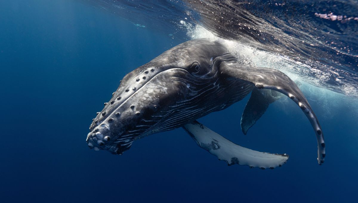 Clever Girl: Humpback Whales Recorded Feeding Cooperatively At Night In An Entirely New Way