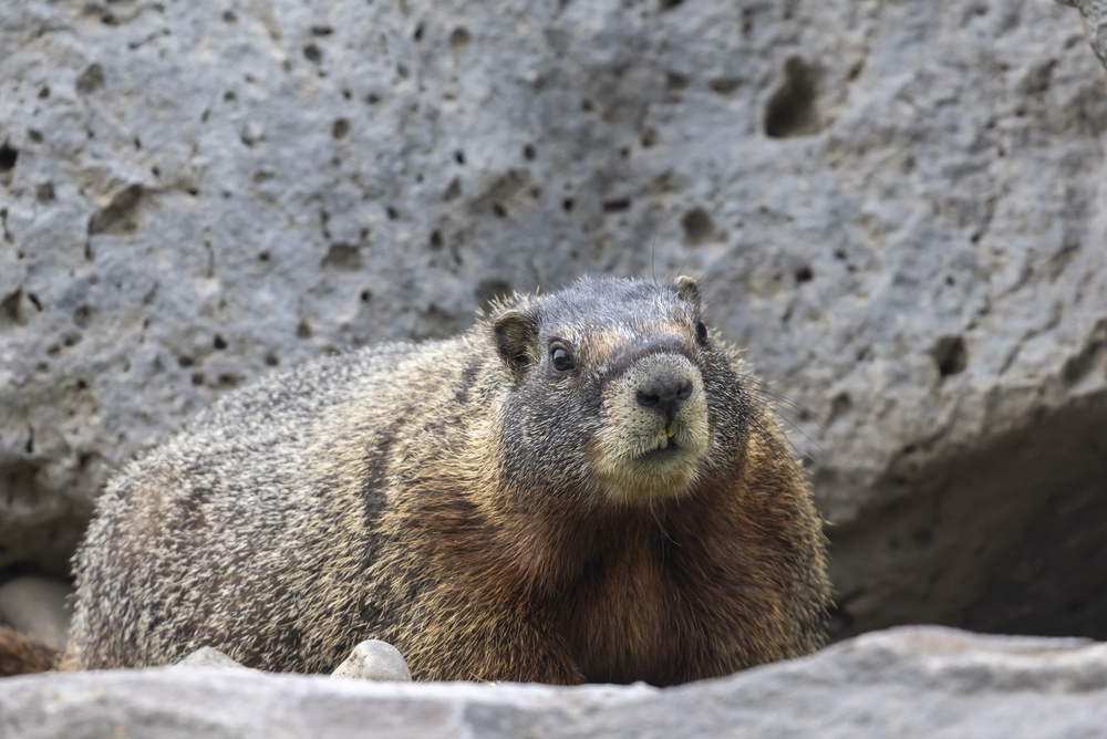 A fat yellow-bellied marmot lying like a small loaf of bread. A fat yellow-bellied marmot lying like a small loaf of bread.