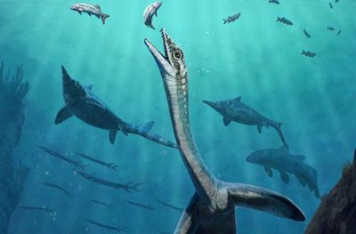 An artists impression of Austranaga hunting fish in the sea.
