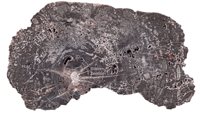 A sectioned fossilized wood specimen from Kyffhäuser 20 centimetres wide. The white-grey patches are different light and dark quartz generations.