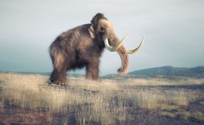 This is a 3d render illustration of a woolly mammoth looking very cute and hairy with big tusks.