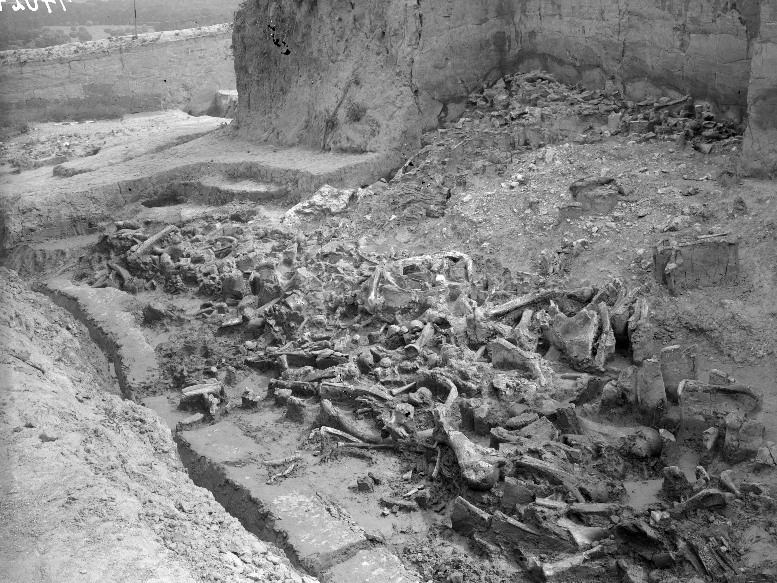 Lots and lots of mammoth bones at the Dolní Vestonice I excavation 1966-68. 