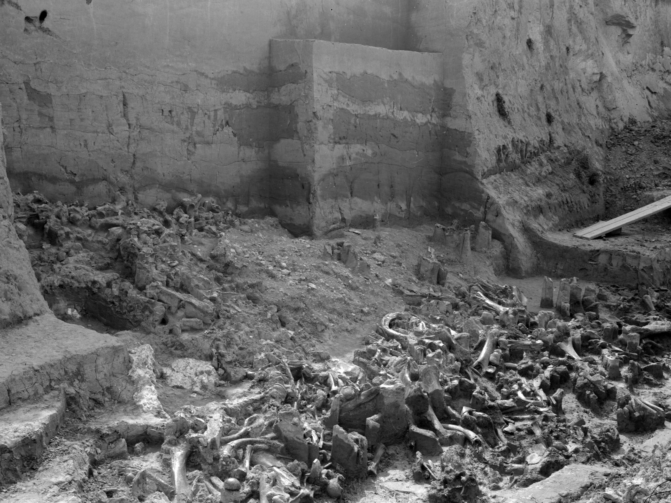 Lots and lots of mammoth bones at the Dolní Vestonice I excavation 1966-68.