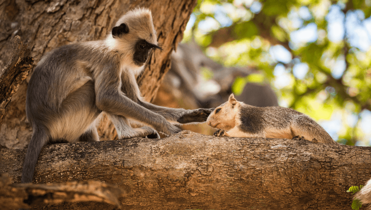 Do Animals Have Pets? New Review Into Monkey Friendships With Squirrels, Pigs, A...