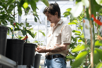 Dr Jeffrey Groh looking at avocado plants, enabling breeders to determine whether a plant will be female in the morning or afternoon before maturity for the first time