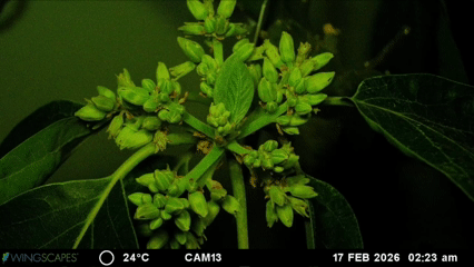 timelapse showing the opening and closing of male and female avocado flowers