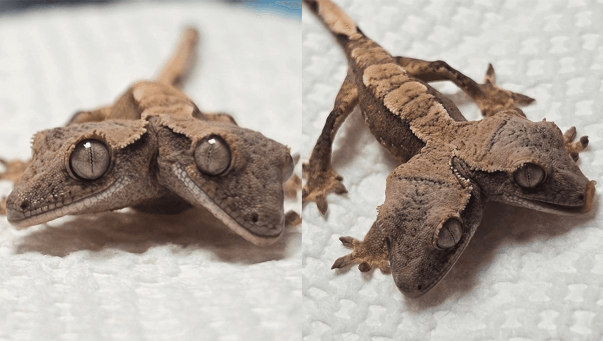 Meet Simon And Garfunkel: Rare Two-Headed Gecko Doing Well At 1 Month Old, Even If 