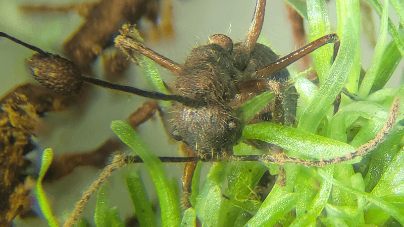 Camponotus nidulans ants infected by O. camponoti-nidulantis found among bryophytes at the Adolpho Ducke Forest Reserve. Specimen “TAJ59” found on Octoblepharum moss.