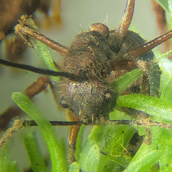 Camponotus nidulans ants infected by O. camponoti-nidulantis found among bryophytes at the Adolpho Ducke Forest Reserve. Specimen “TAJ59” found on Octoblepharum moss.