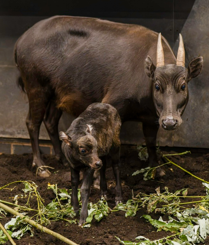 A rare anoa calf has been stepped outside for its first outdoor adventure after being born at Chester Zoo. A rare anoa calf has been stepped outside for its first outdoor adventure after being born at Chester Zoo.