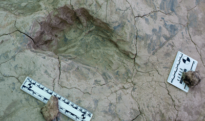 This 1.43-million-year-old hominin footprint from Koobi Fora, Kenya is either from a H. erectus with surprisingly splayed toes, or a giant Paranthropus