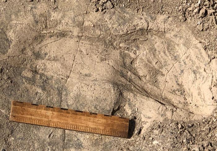 The fossilized footprints found on the shore of Lake turkana in Kenya with a 6-inch ruler coming up about two-thirds of the length