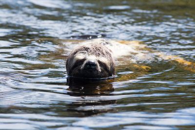 Sloth swimming in the Amazon river