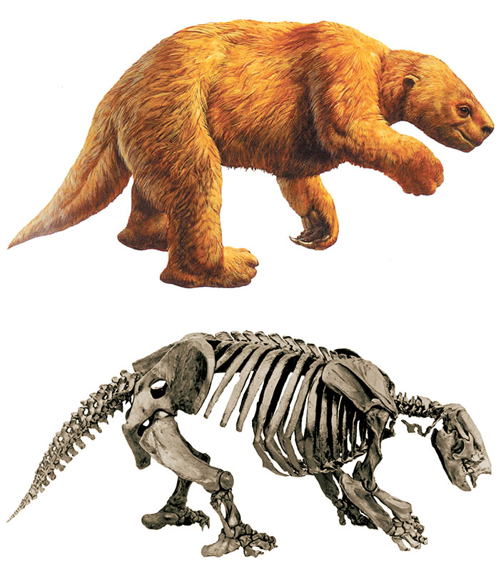 Tree sloths made it to North America before the continents joined, but ground sloths had to wait for dry land to plod across Tree sloths made it to North America before the continents joined, but ground sloths had to wait for dry land to plod across
